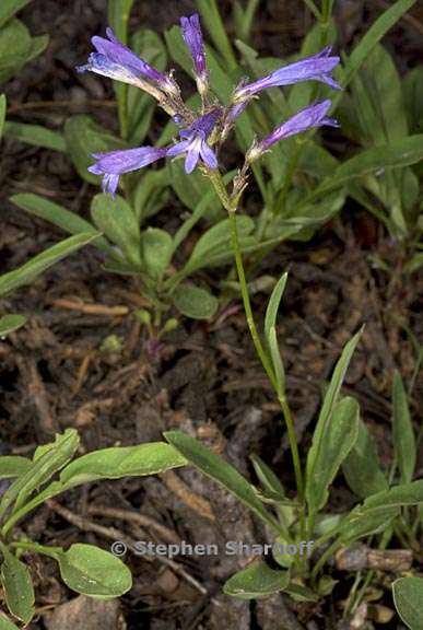 penstemon gracilentus 1 graphic